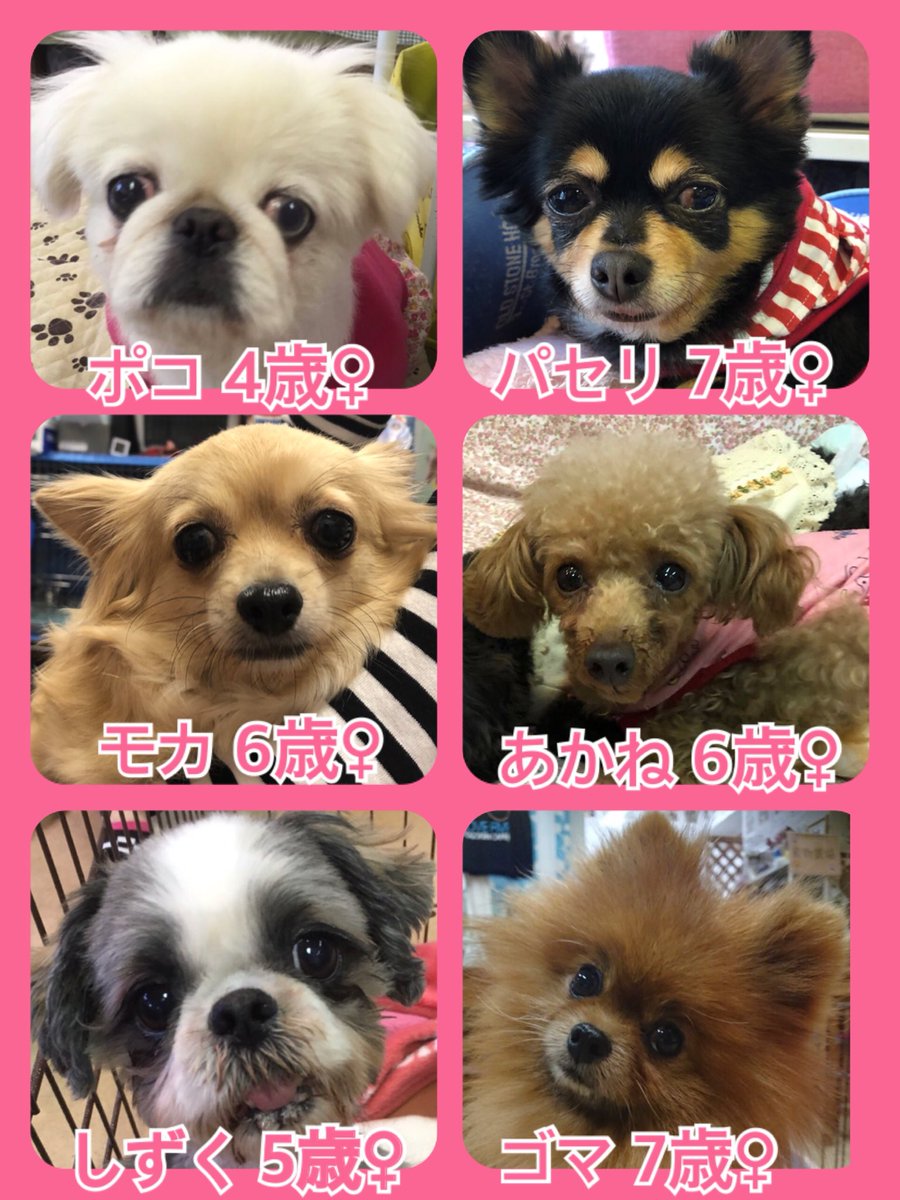 今日の里親様募集中ワンコ🐶メンバーです🐾2019,5,21